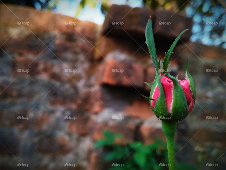 Rose in spring