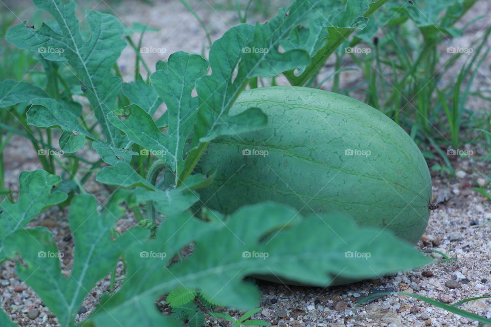 watermelon