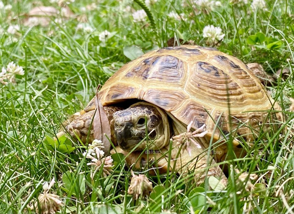 Tank the tortoise enjoy some time outside in the grass