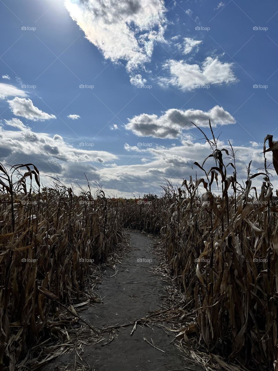 Shot of corn maze path with beautiful clouds and sun poking through. Blue sky in autumn 