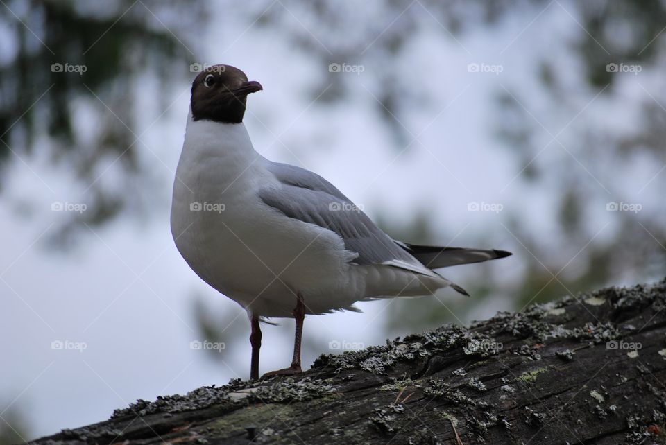 Sea birds