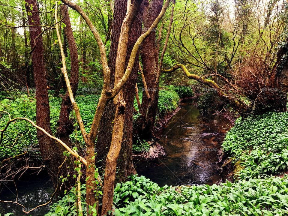 Flowing stream in the forest