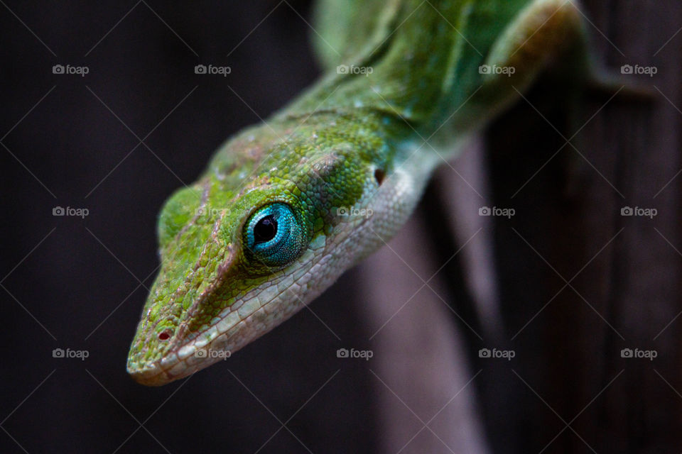 Lizard Eyes