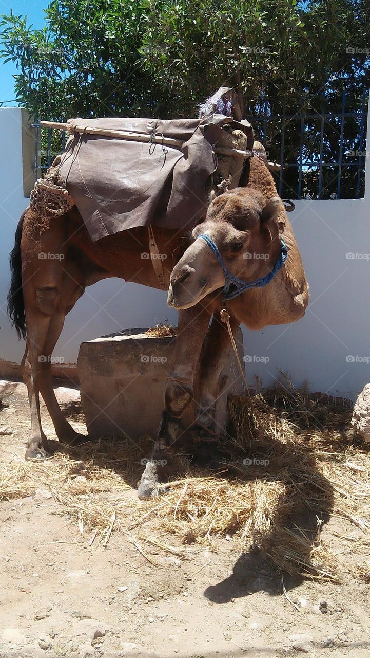 Beautiful brown camel