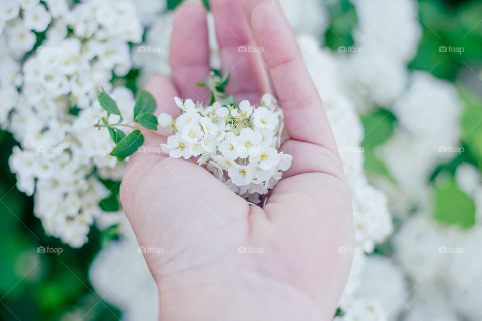 purity, white flowers in a hand