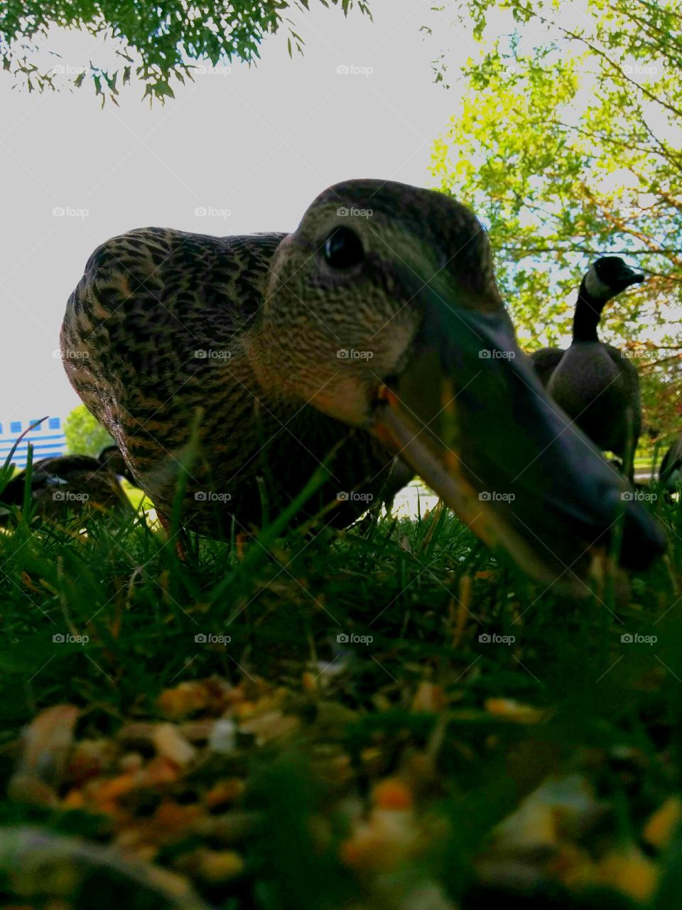 Duck in my face. close up of duck while eating