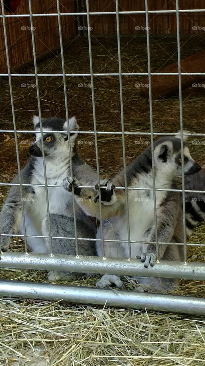 striped tail lemurs