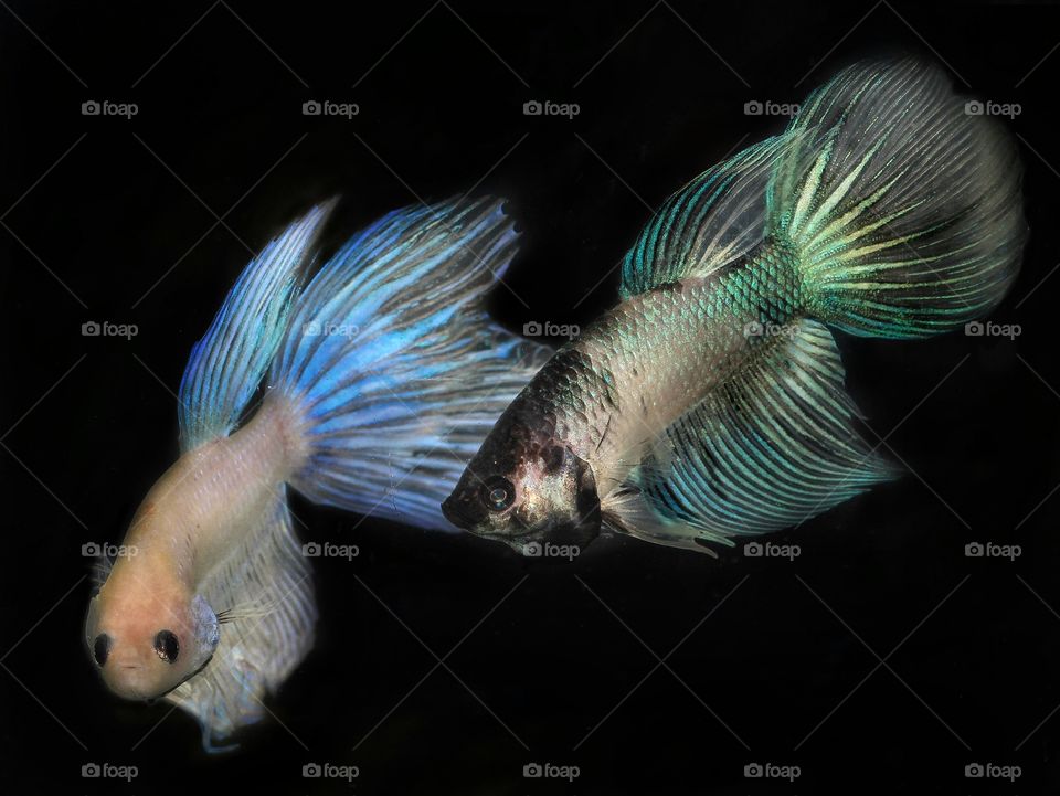 Ready To Fight..
Betta Fish