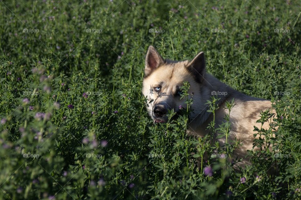 Hay hiding 