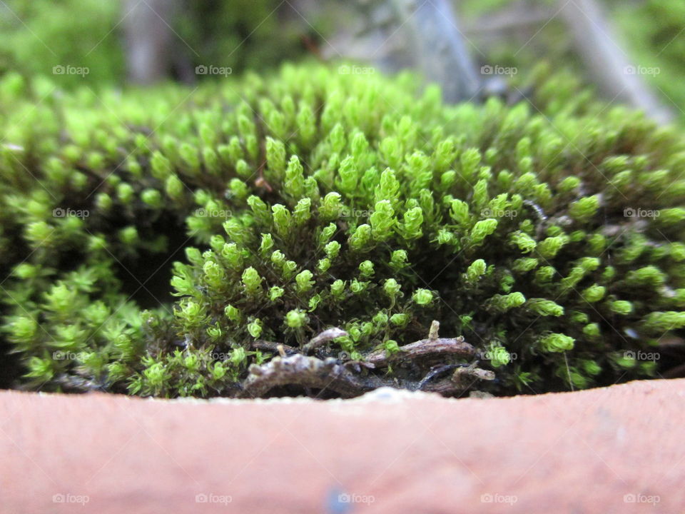 micro moss