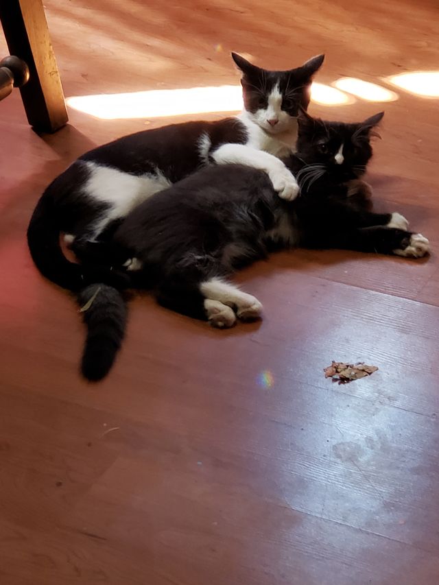 kitten cuddles