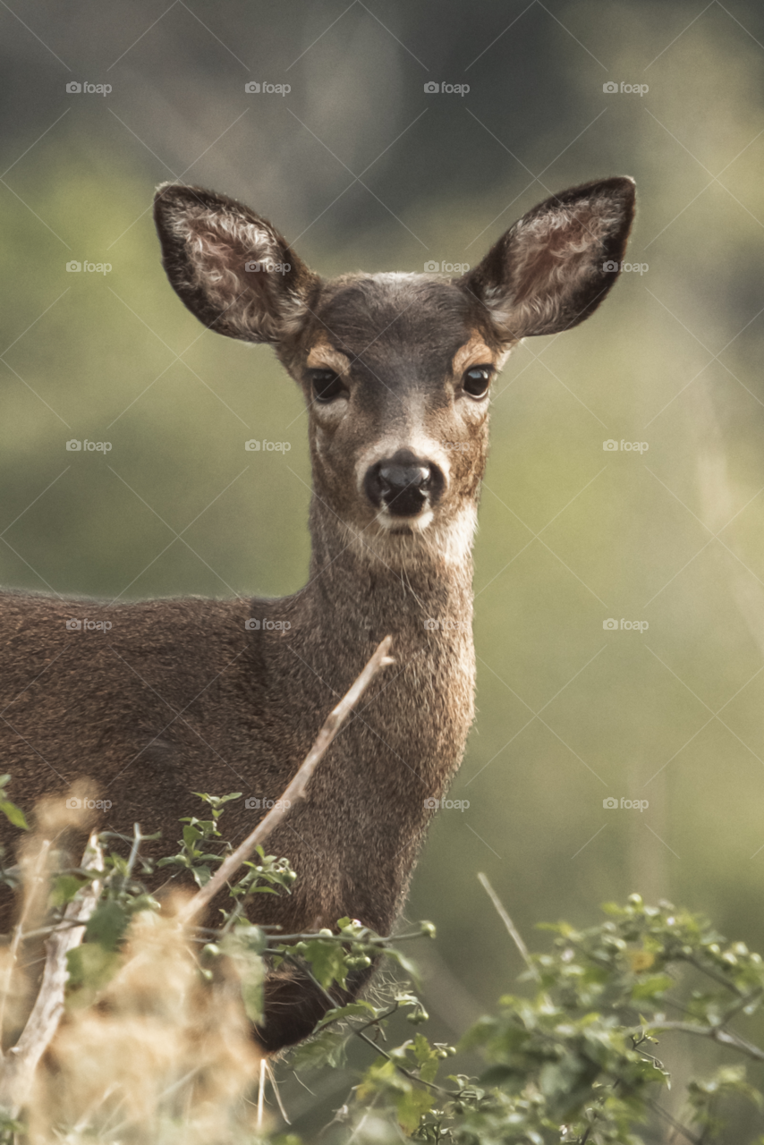 A young Blacktail deer grazing in a field, in Southern Oregon.