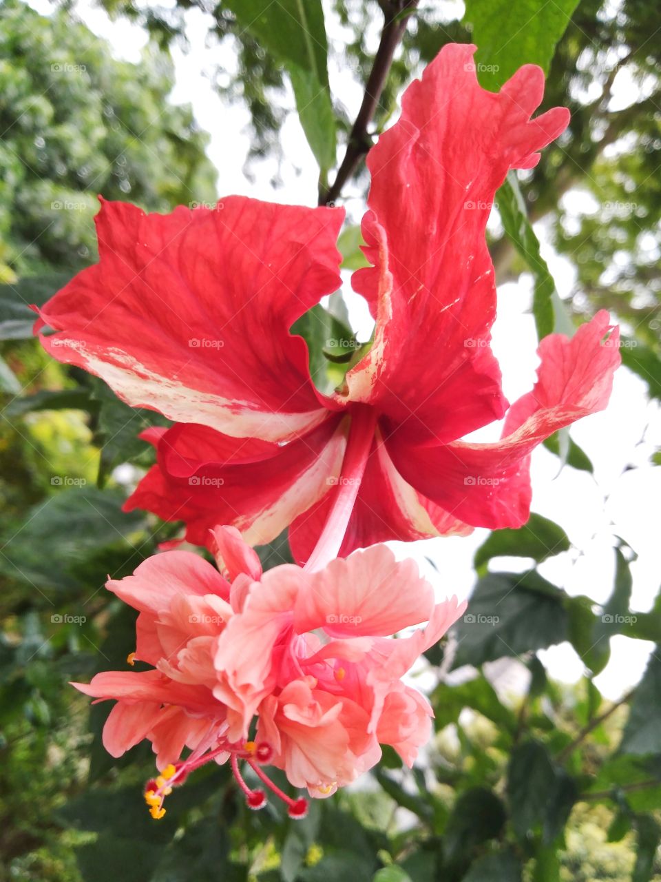 Hibiscus.