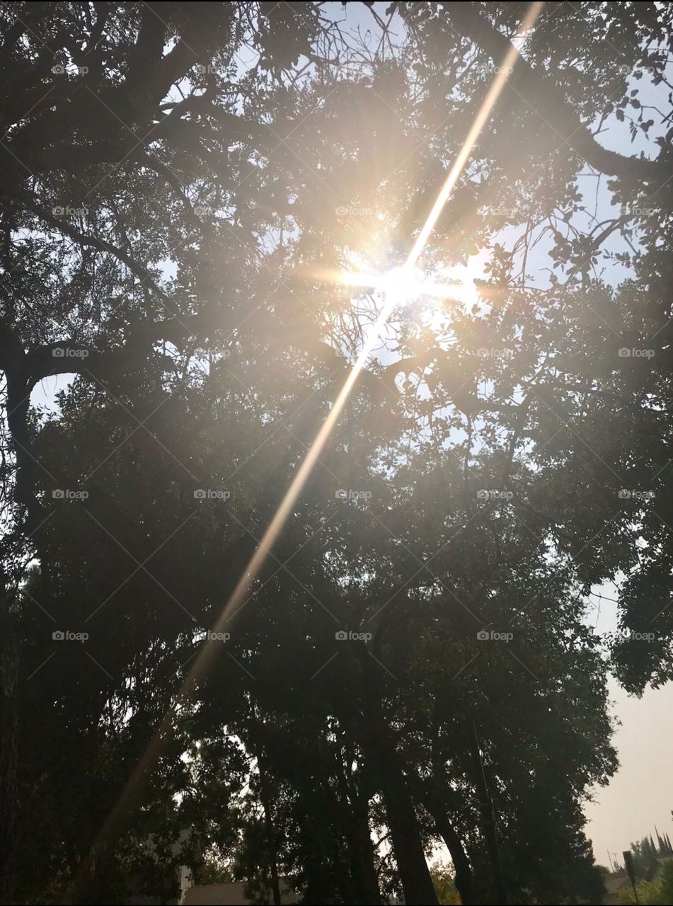 Sun shining through the beautiful green trees on a hot fall afternoon in September. USA, America 