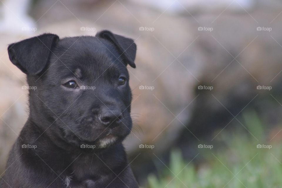 Adorable black puppy