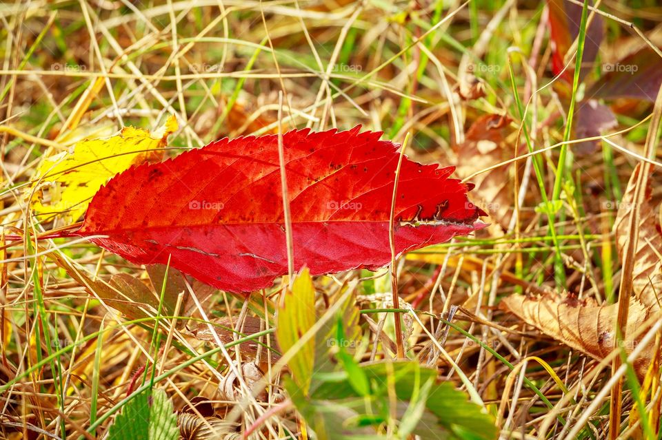 Beautiful autumn leaf on the grass