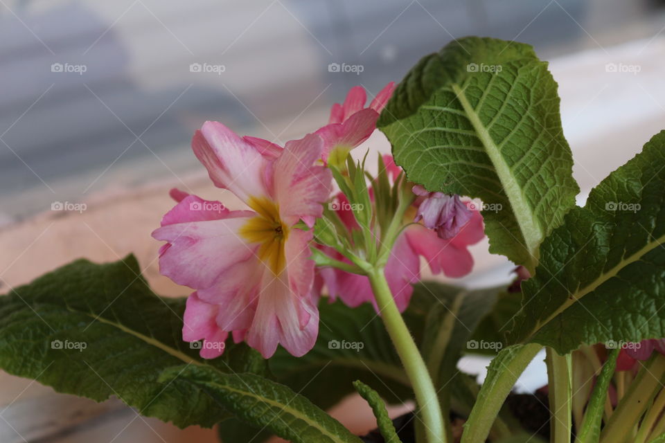 Natural flowers