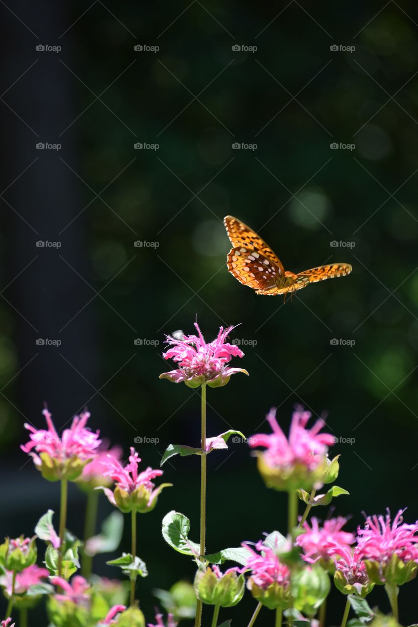 Butterfly in Flight