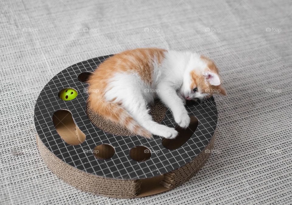 Portrait of one small red-and-white kitten lying on a round cardboard toy with holes, a ball and a scratching post on the sides, close-up view from above.