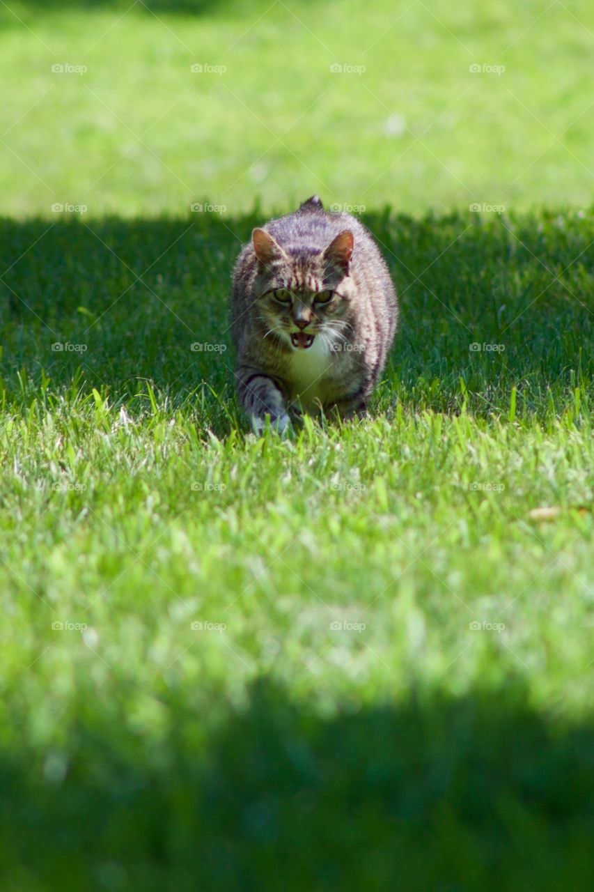 Cats of the USA!