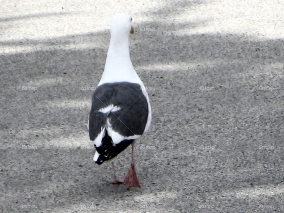 Seagull Walking Away