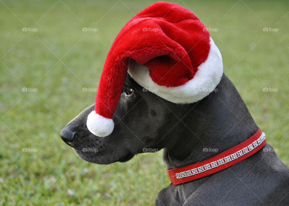 Great dane wearing a santa hat