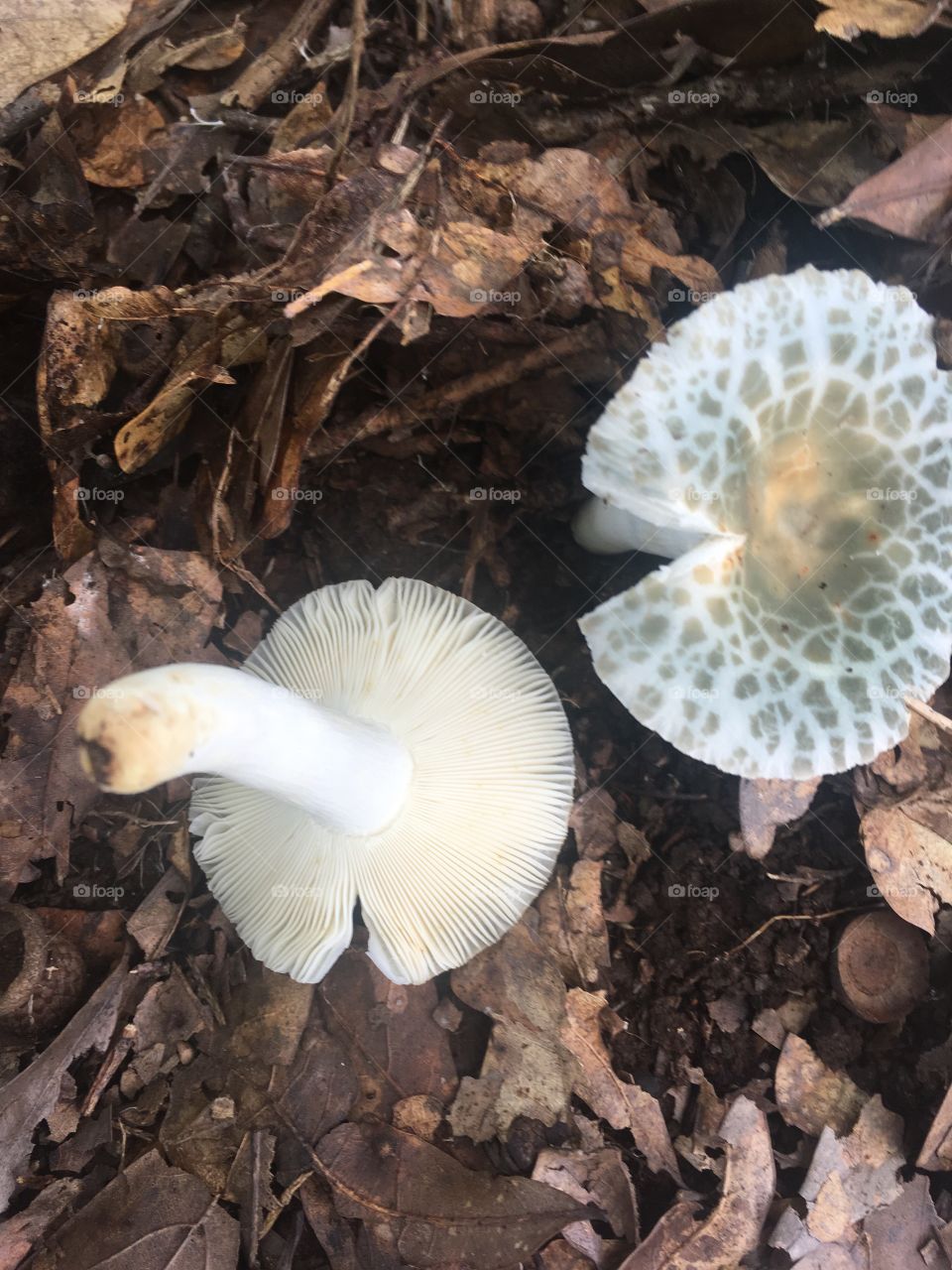 Something green russula and gills 