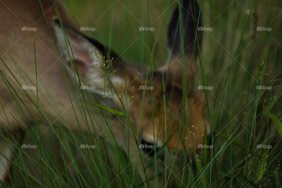 Low angle closeup of a young whitetail deer leaning down to graze