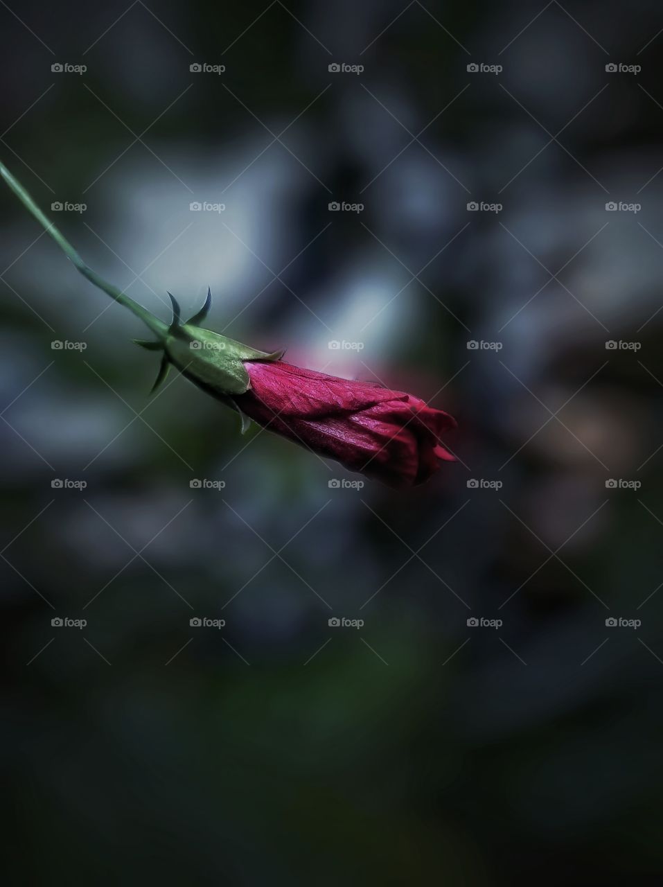 Red Flower background