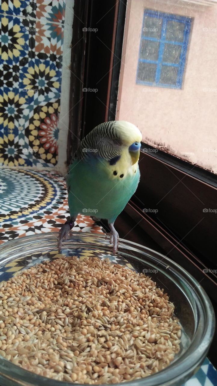 canary bird looking at trough window.