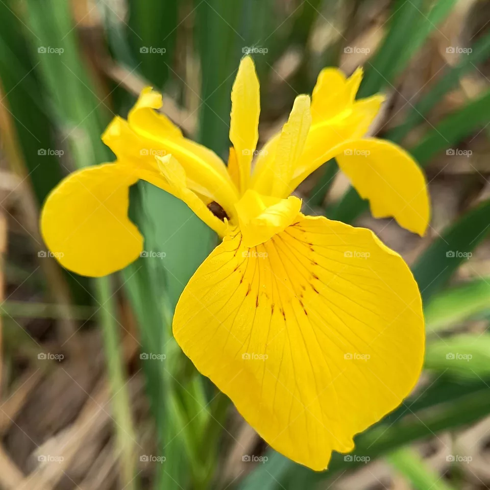 yellow flower