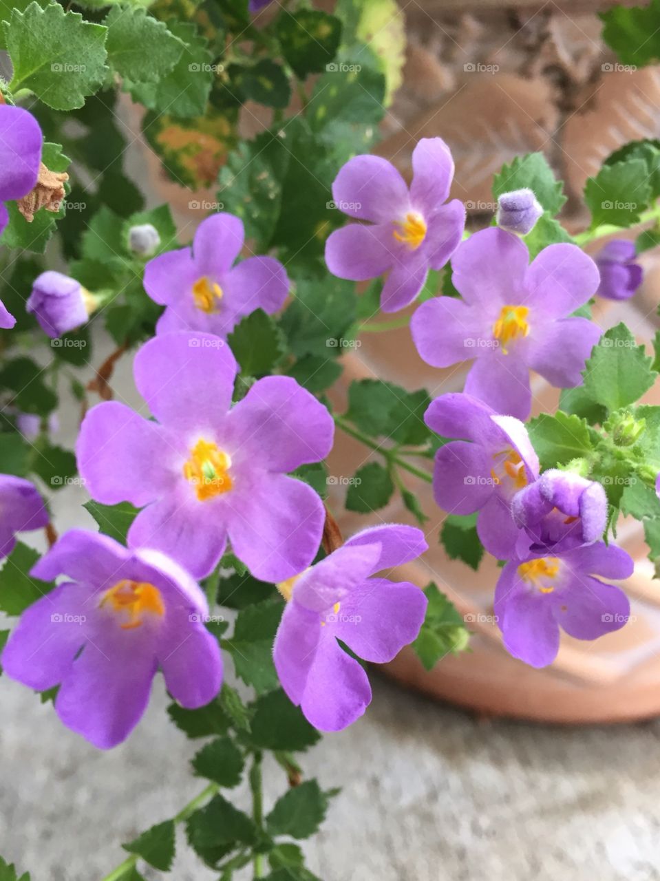 Purple flower in pot