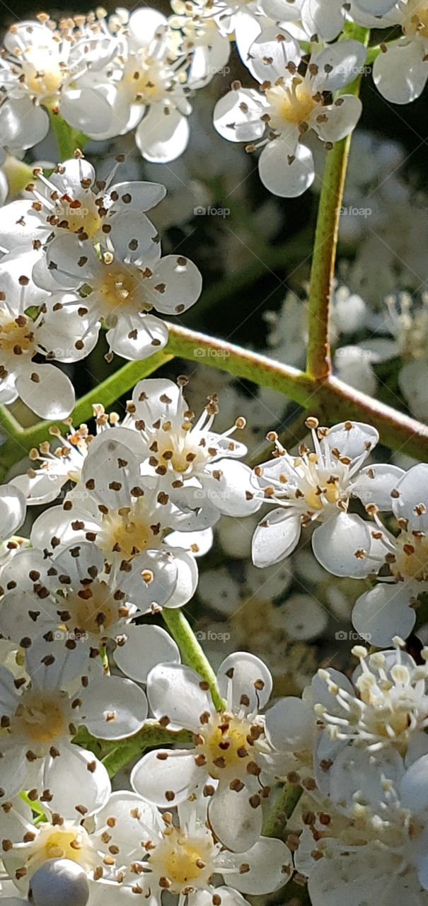 Blossoms