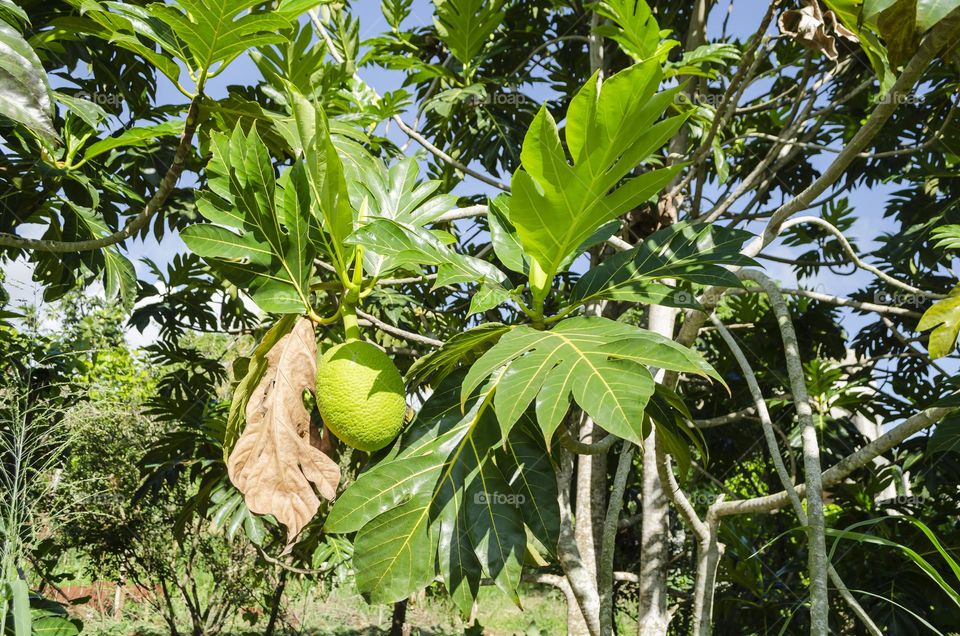 Breadfruit On Tree