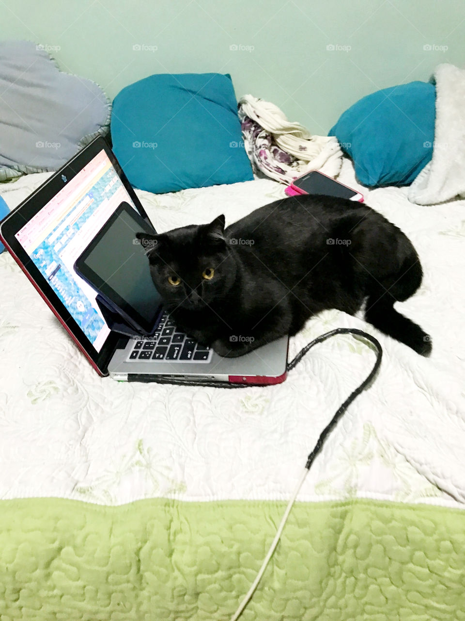 Cat on computer 