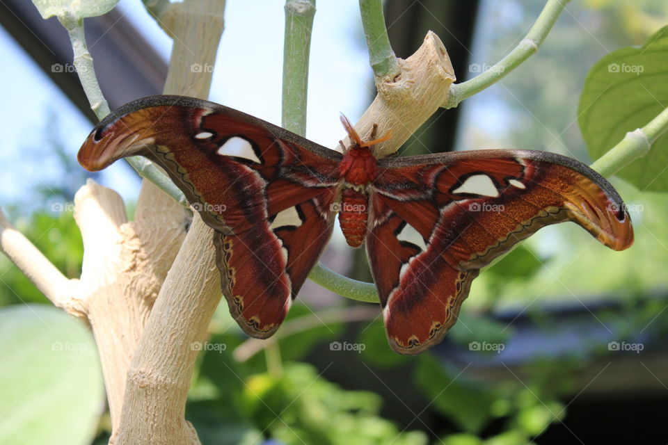 red large moth