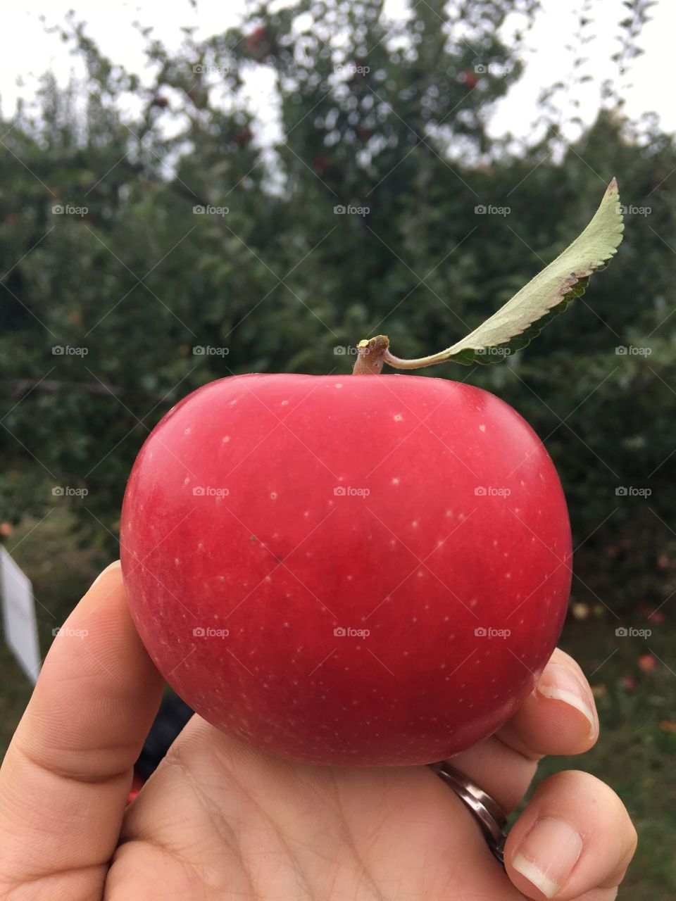 Fresh Picked