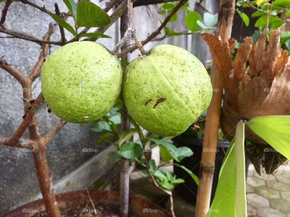 Fruit