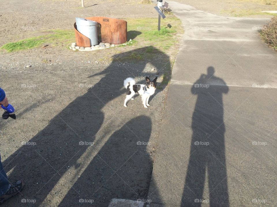 Small dog standing in big shadows. Dog is a Papillon.