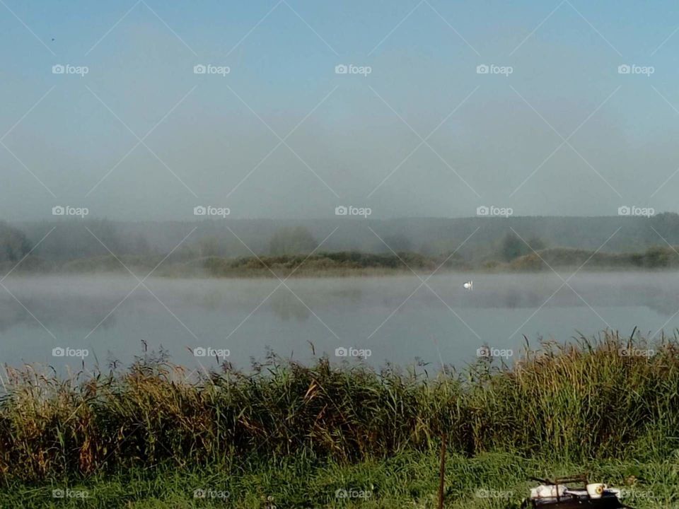 Lake. Swans. Fog.