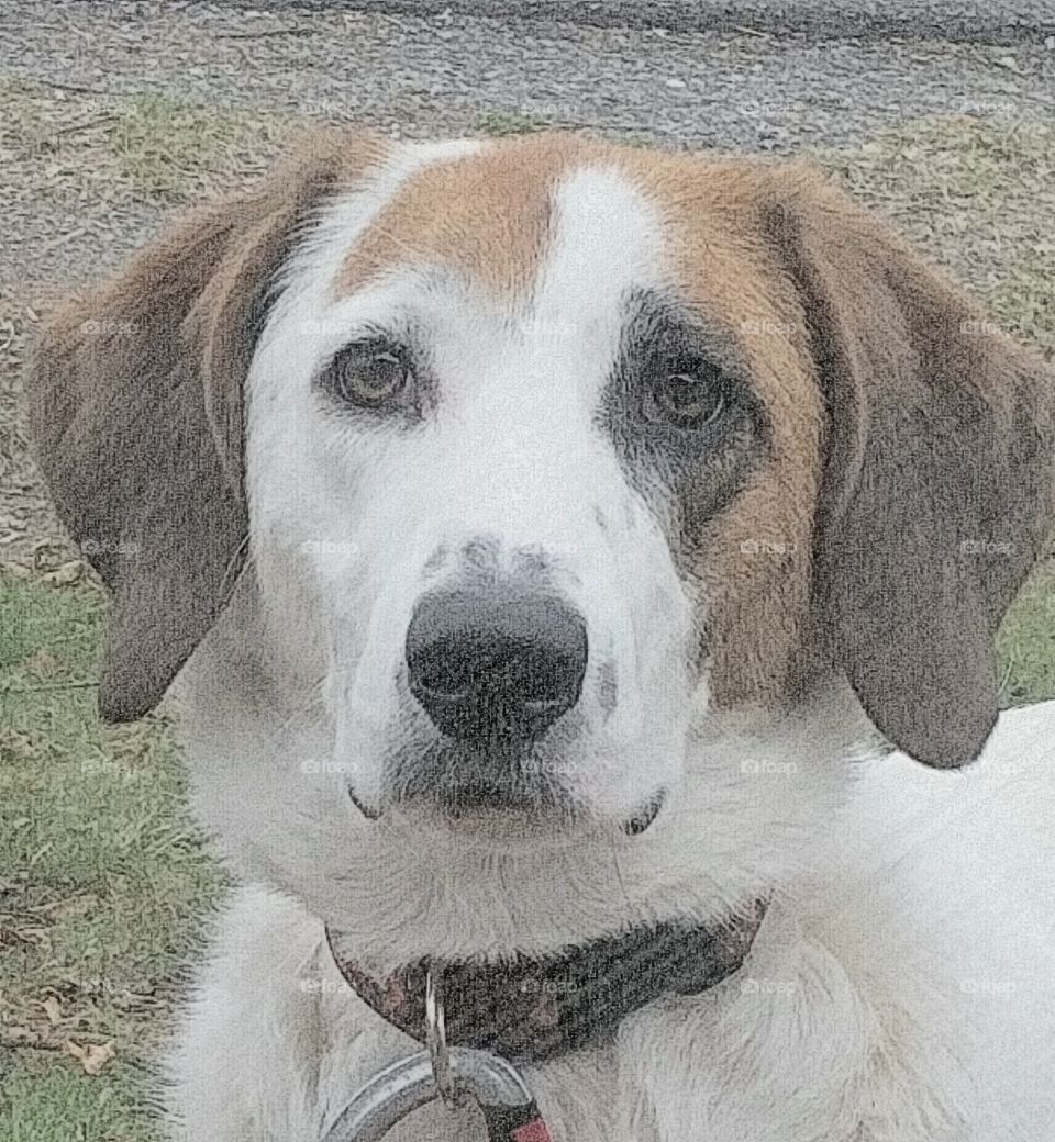 You ain't nothin but a hound dog