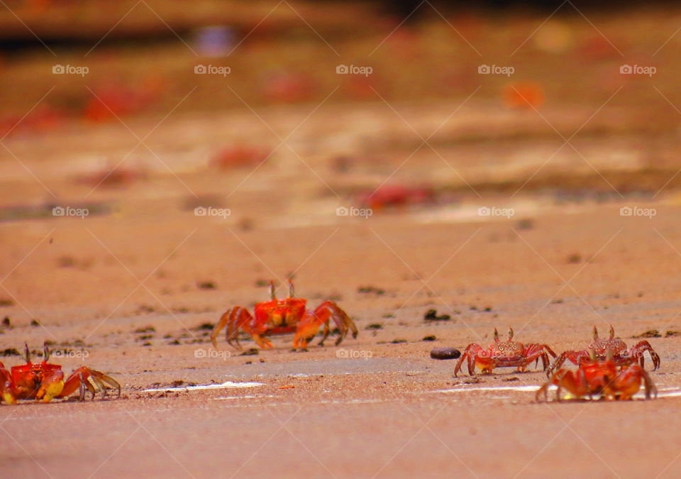 Group of crabs travels toward the ocean