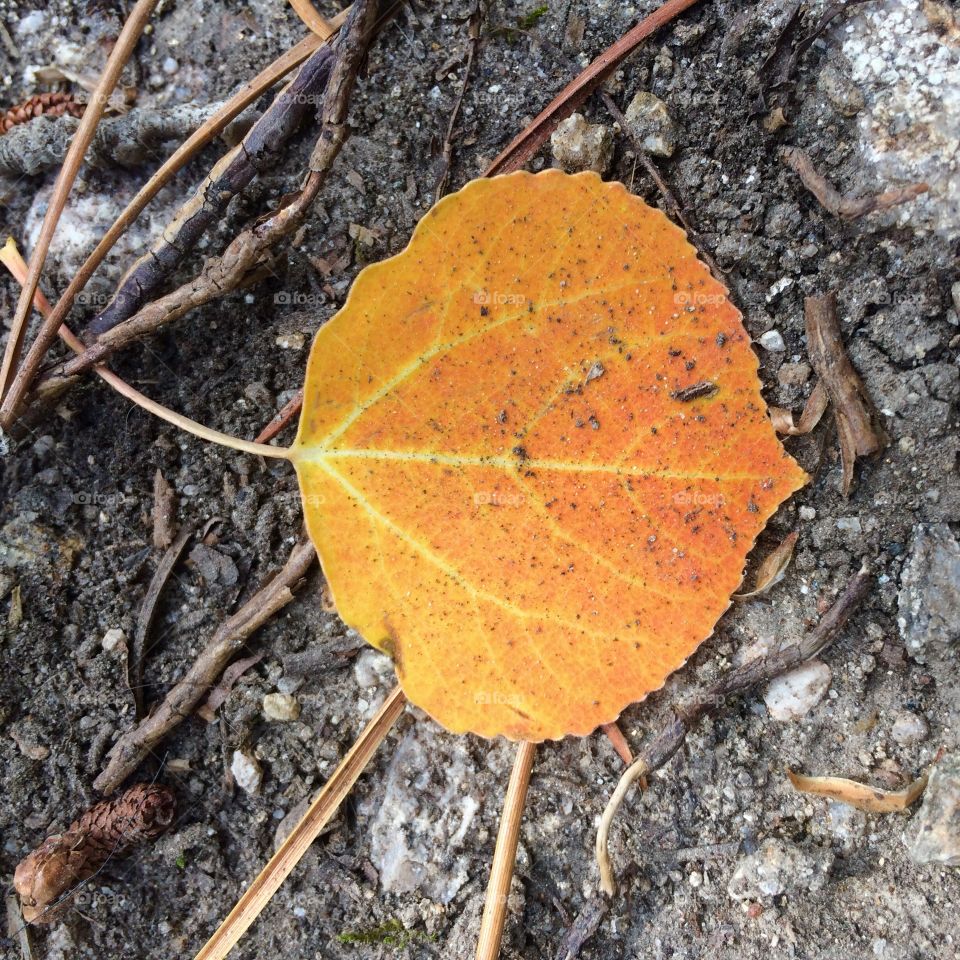 Fall Aspen Leaf
