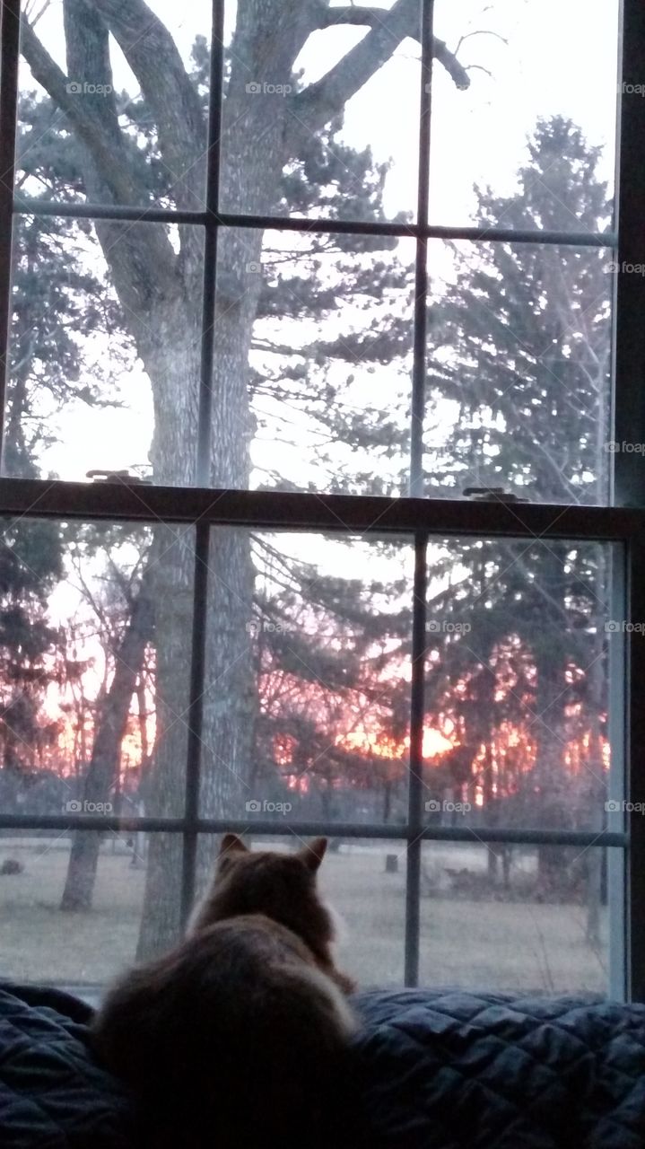 cat looking out the window at the sunrise
