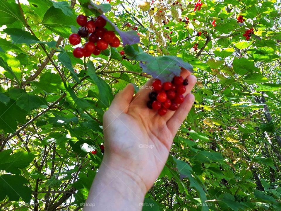 Gathering berries on a sunny day