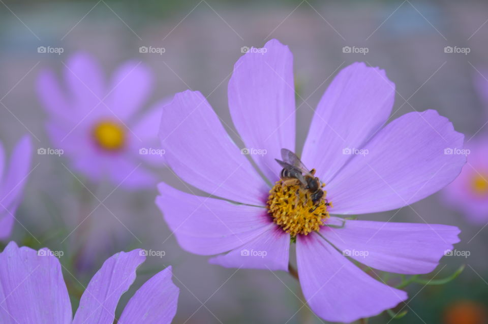 Bee pollinating cosmos flower