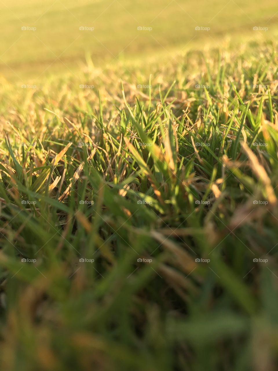 Grass