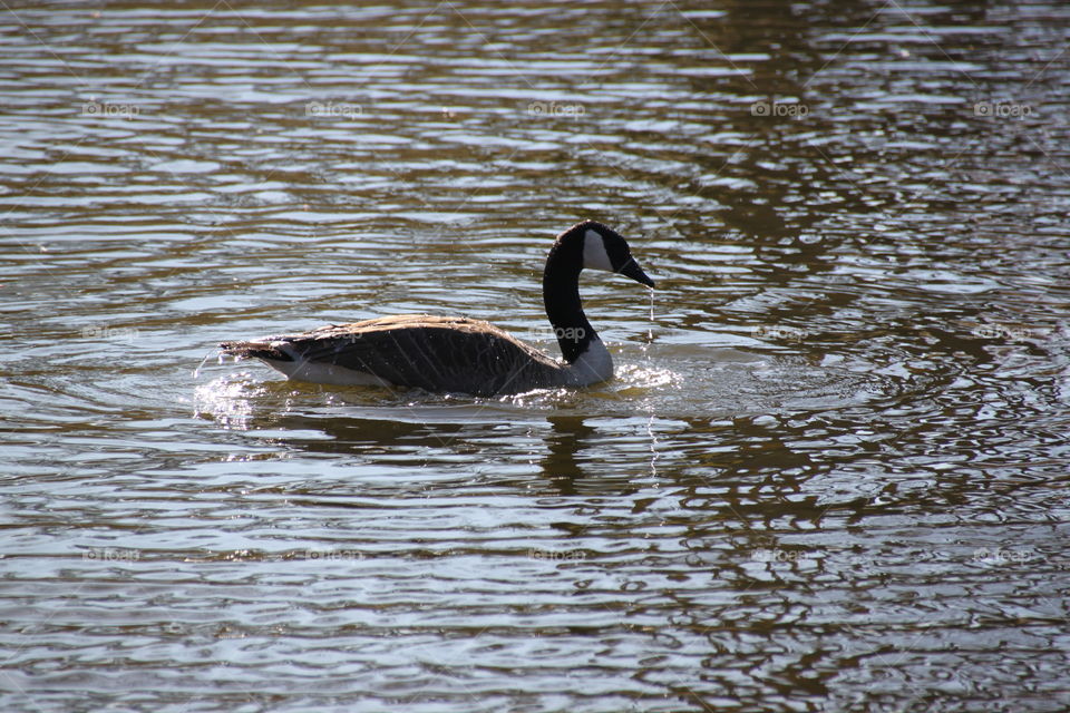 Canadian Goose Drinking