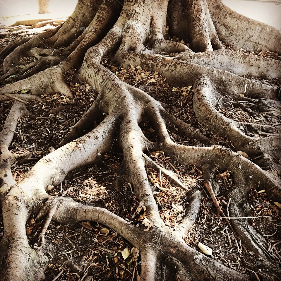 Old tree roots with a mind of their own