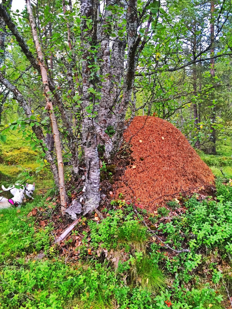 Narvik Håkvikdalen 